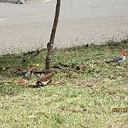 Picture 044